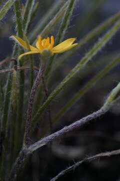 Image of Hypoxis floccosa Baker