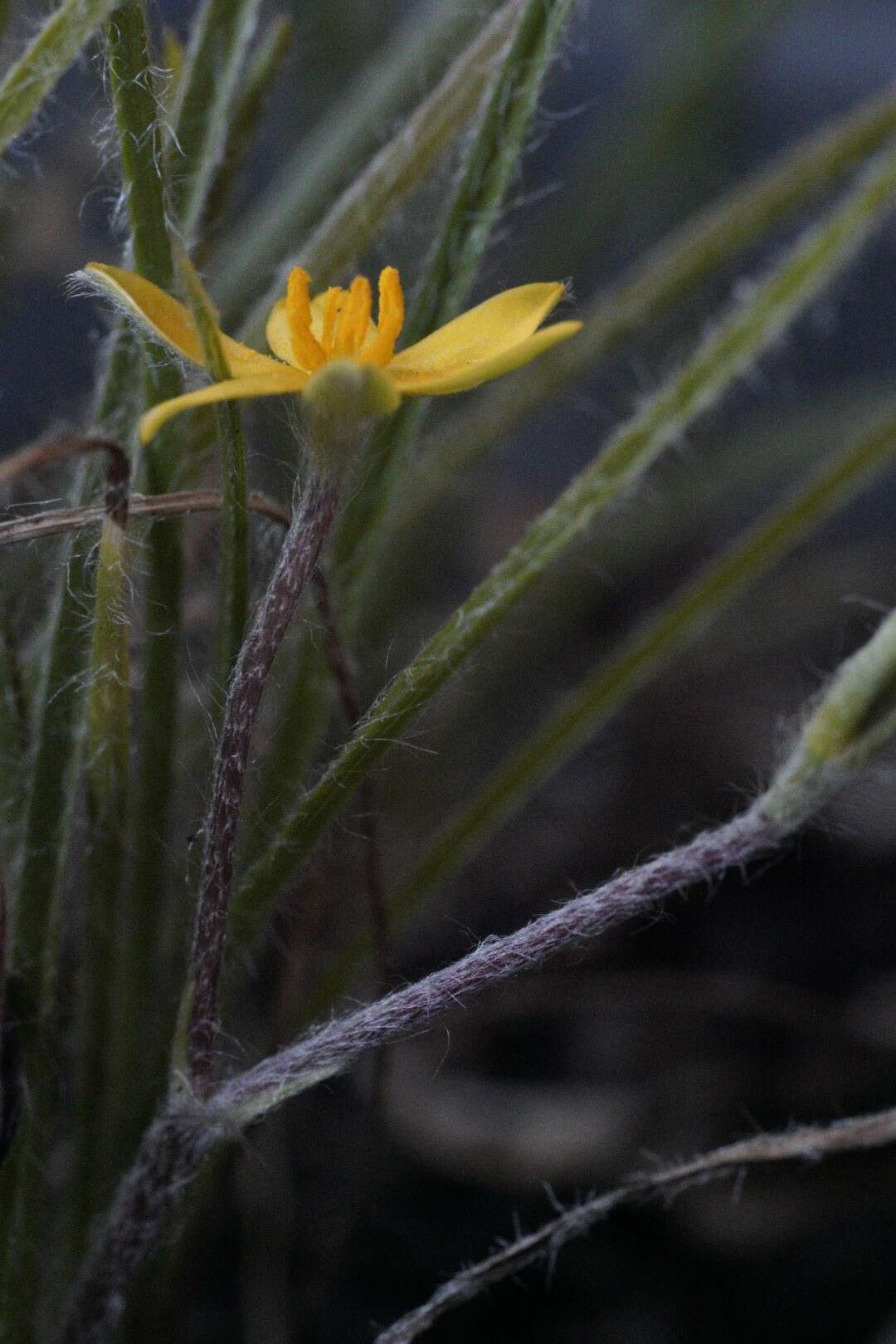 Image of Hypoxis floccosa Baker