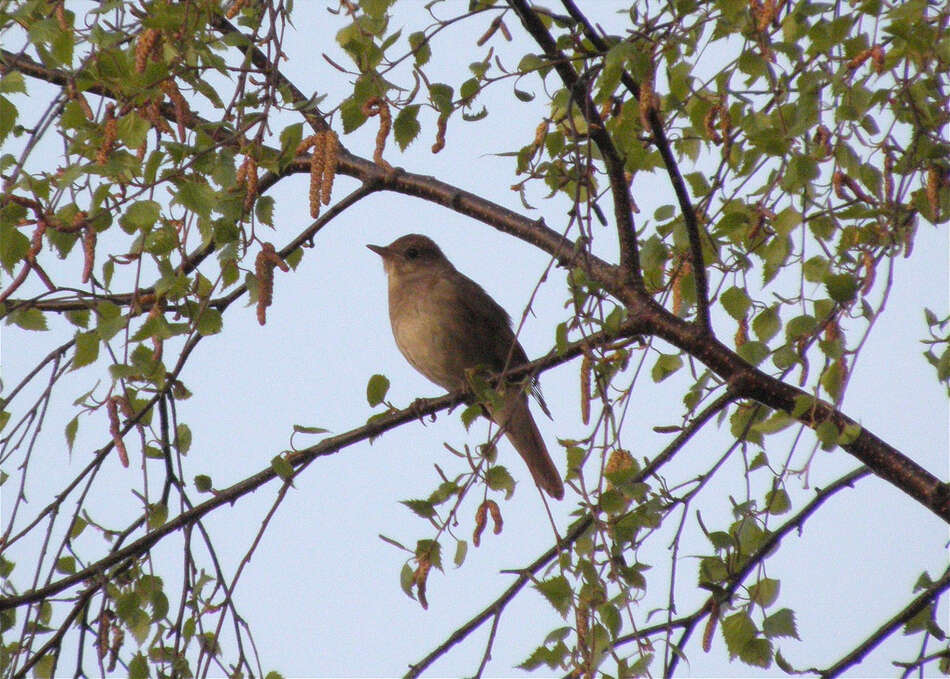 Image of Thrush Nightingale