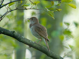 Image of Thrush Nightingale