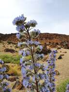 Слика од Echium auberianum Webb & Berth.