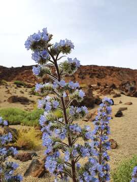 Echium auberianum Webb & Berth. resmi