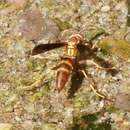 Image de Polistes arizonensis Snelling 1954