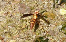 صورة Polistes arizonensis Snelling 1954