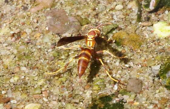 Image de Polistes arizonensis Snelling 1954