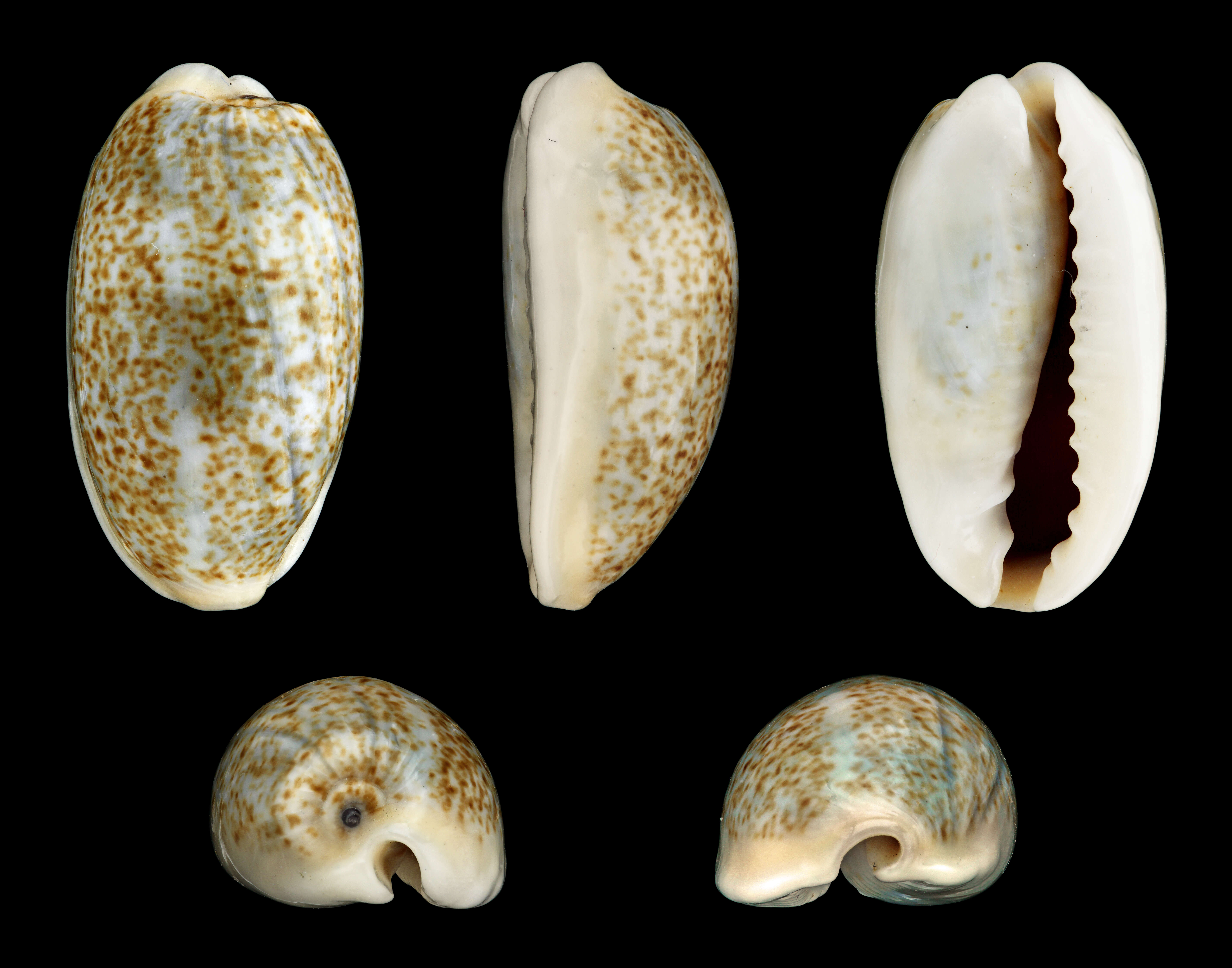 Image of mistaken cowrie