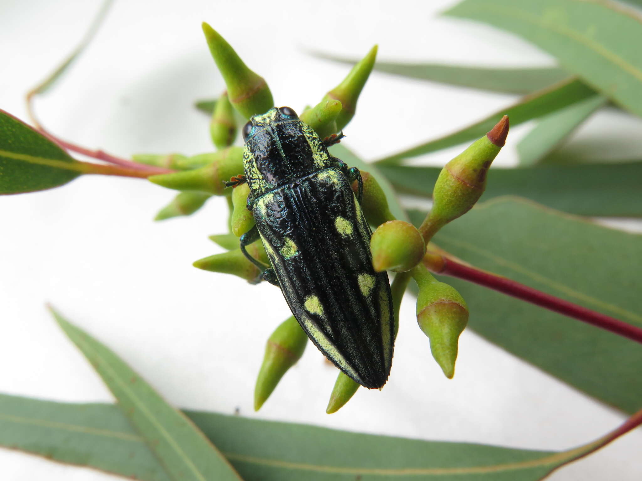 Chalcophorotaenia cerata (Kerremans 1891) resmi