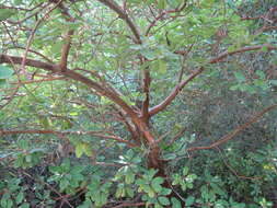 Image of Greek Strawberry-tree