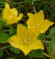 Image of creeping jenny