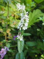 Image de Betonica officinalis L.