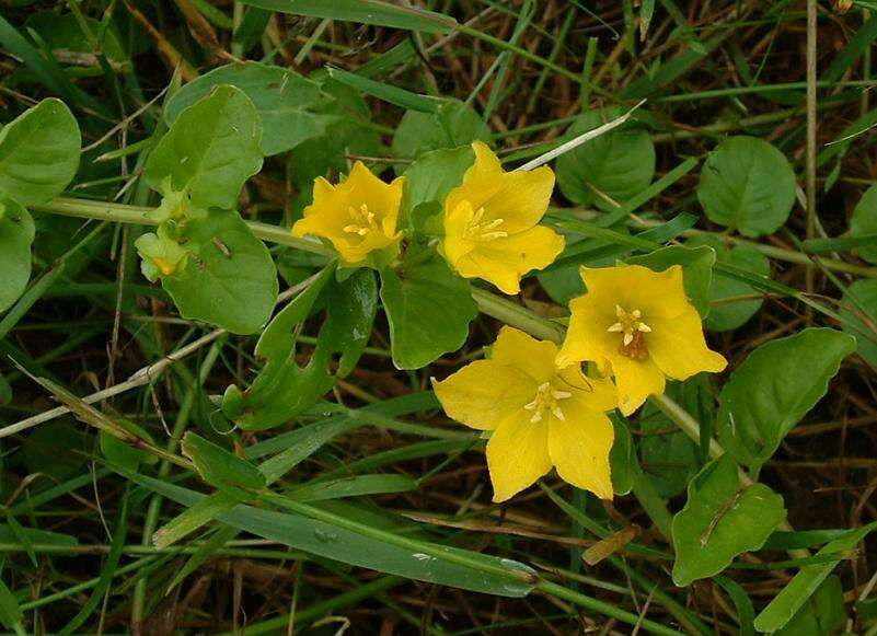 Image of yellow loosestrife