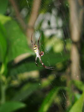 Imagem de Argiope keyserlingi Karsch 1878