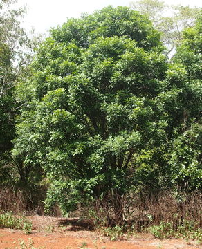 Image of <i>Atalaya salicifolia</i> (DC.) Bl.