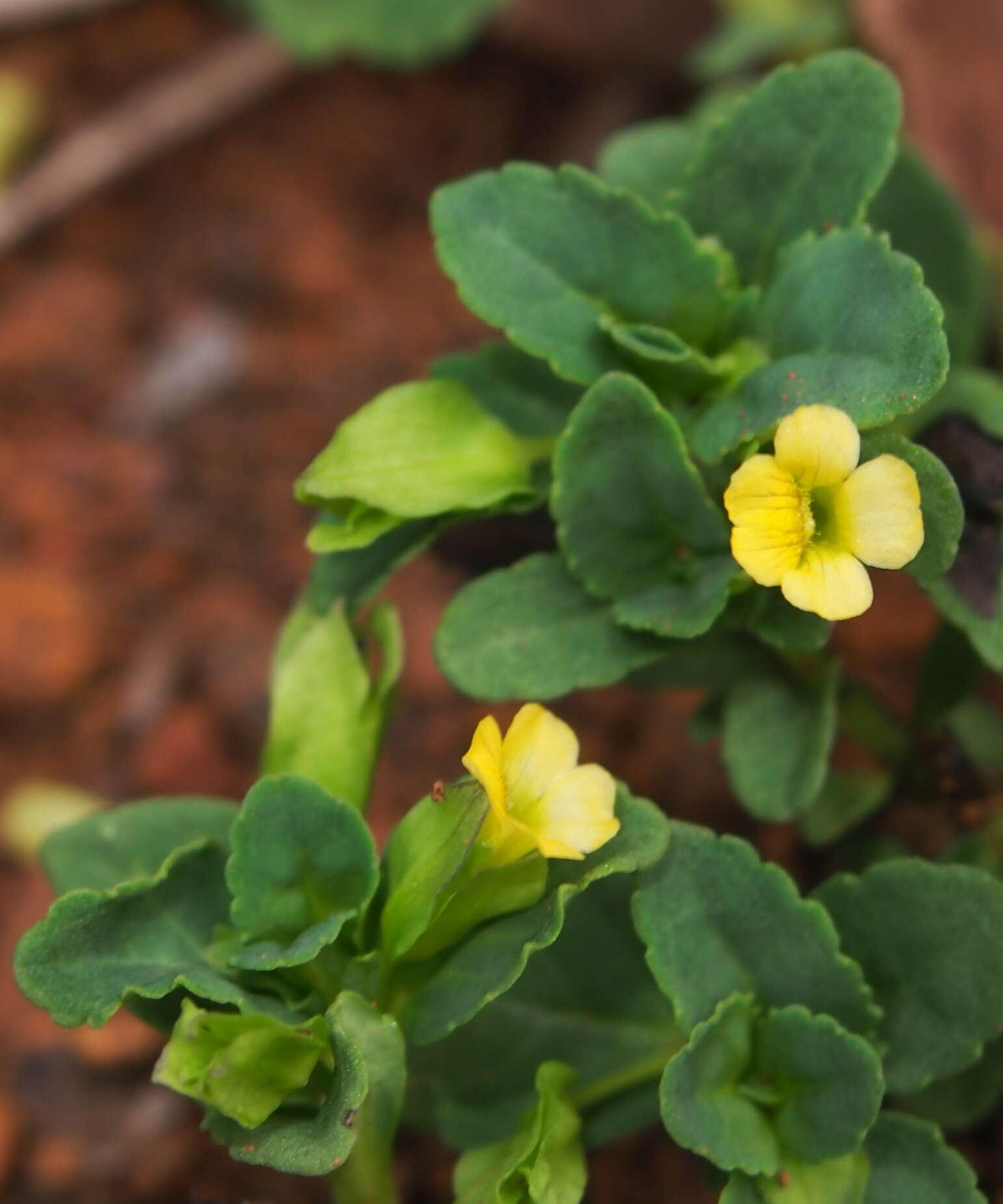 Mecardonia procumbens (Mill.) Small resmi