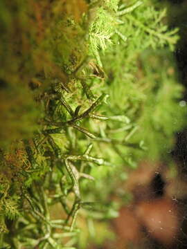 Image of Serbian liverwort