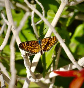 Image of Dymasia dymas imperialis Bauer 1959