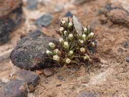 Image of Hyalosperma demissum (A. Gray) P. G. Wilson