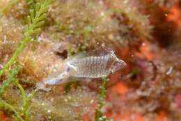 Image of bluestriped light bulb tunicate