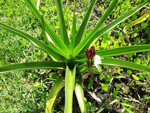 Image of Crinum mauritianum G. Lodd.