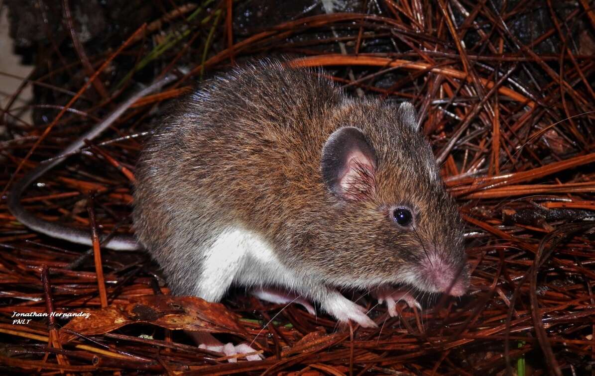 Image of Desmarest's Spiny Pocket Mouse