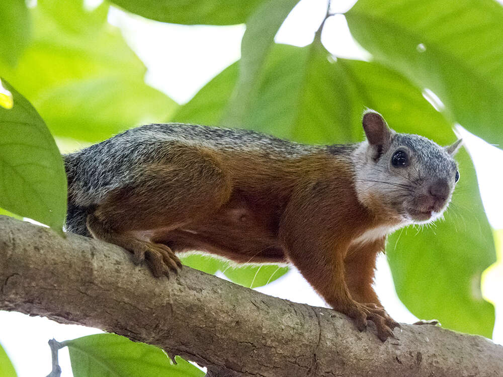 Imagem de Sciurus variegatoides Ogilby 1839