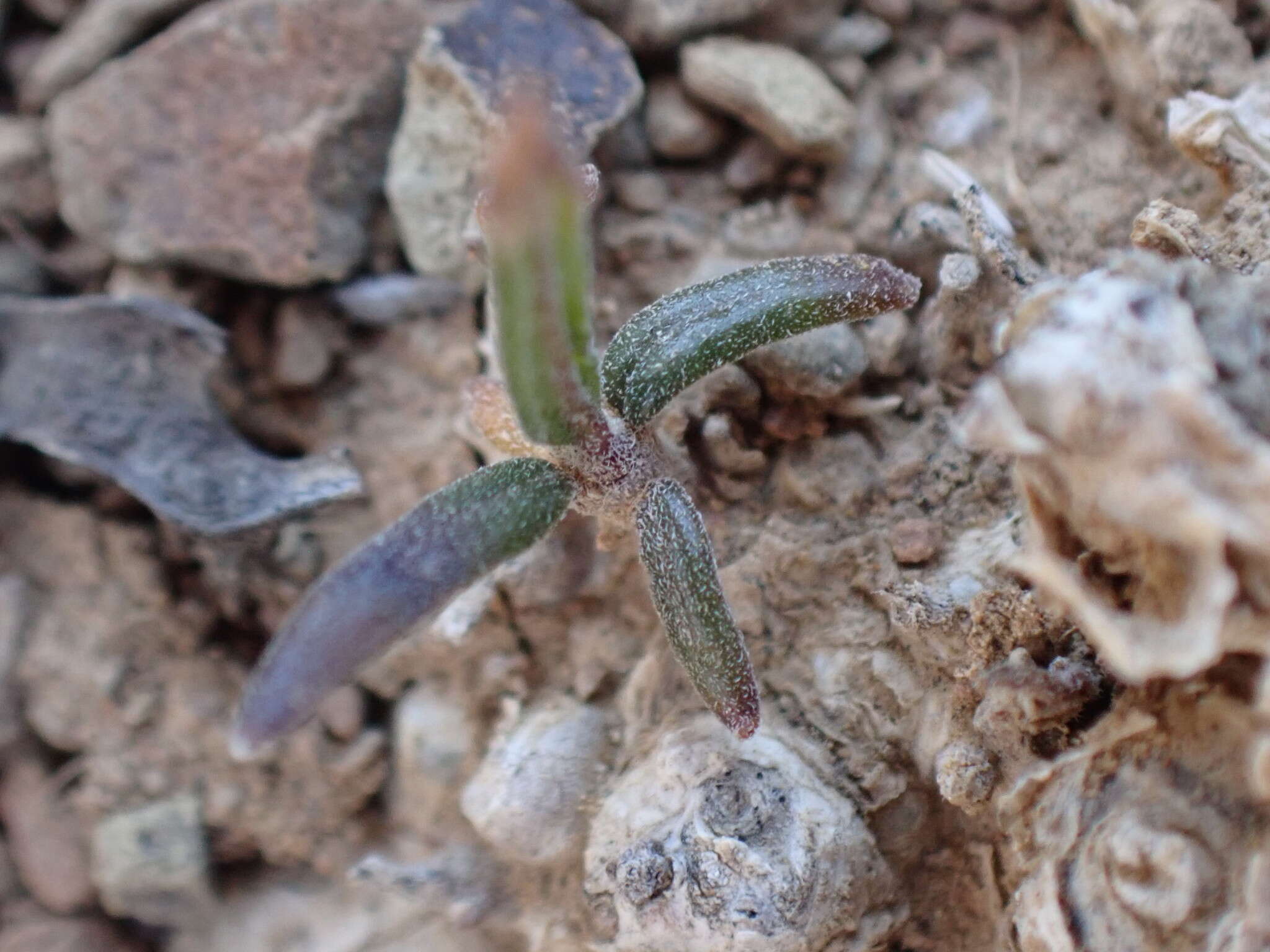 Image of Fockea comaru (E. Mey.) N. E. Br.