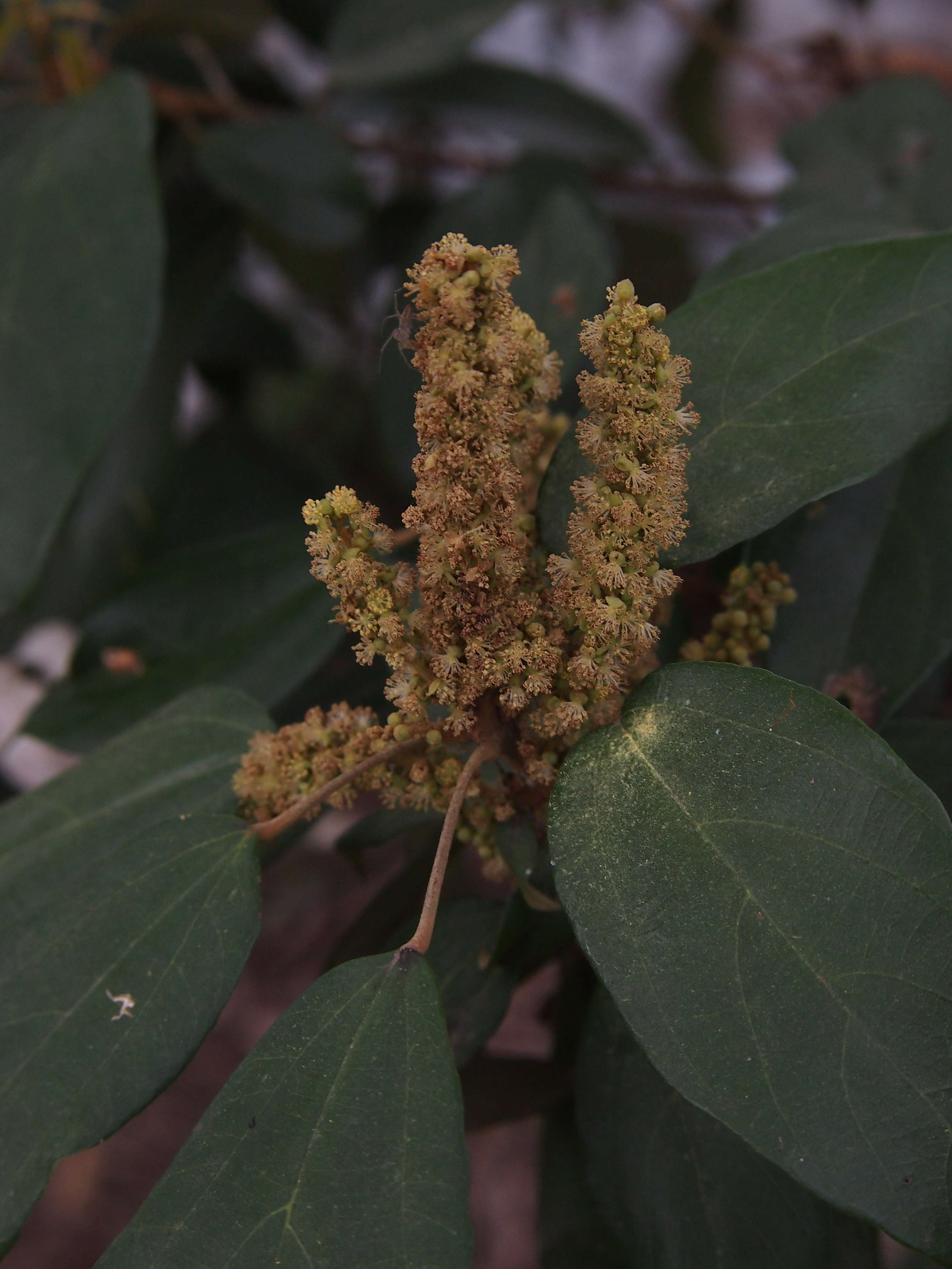 Sivun Mallotus philippensis (Lam.) Müll. Arg. kuva