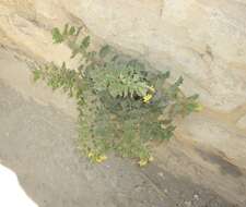 Image of Golden Henbane