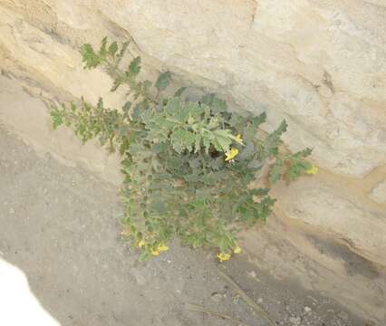 Image of Golden Henbane