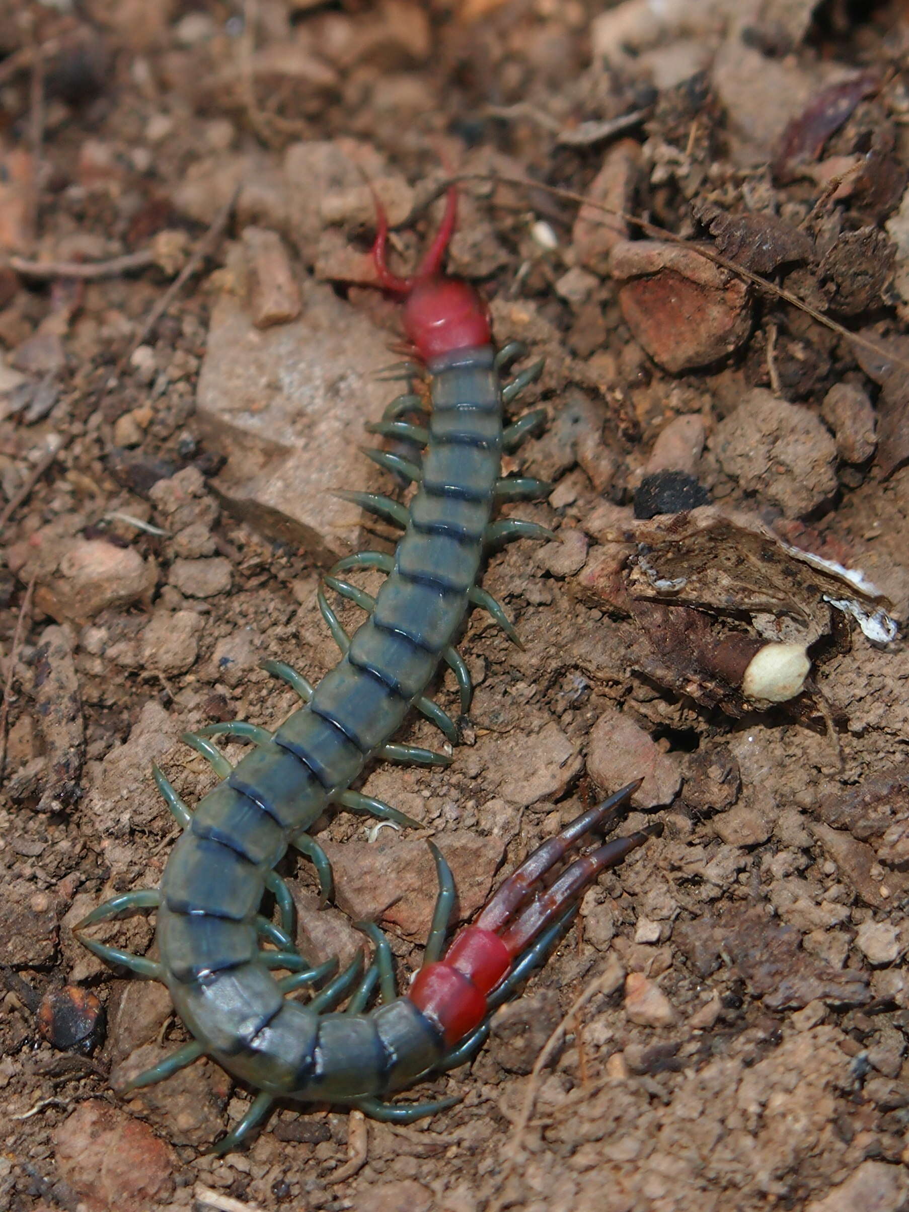 Image of Scolopendra subspinipes mutilans