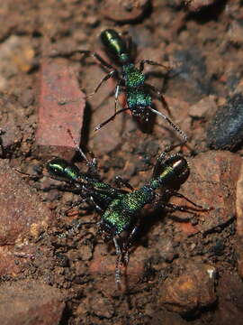 Image of green ant