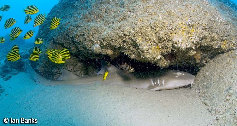 Image of Brownbanded Bamboo Shark