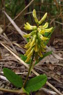 Image of licorice milkvetch