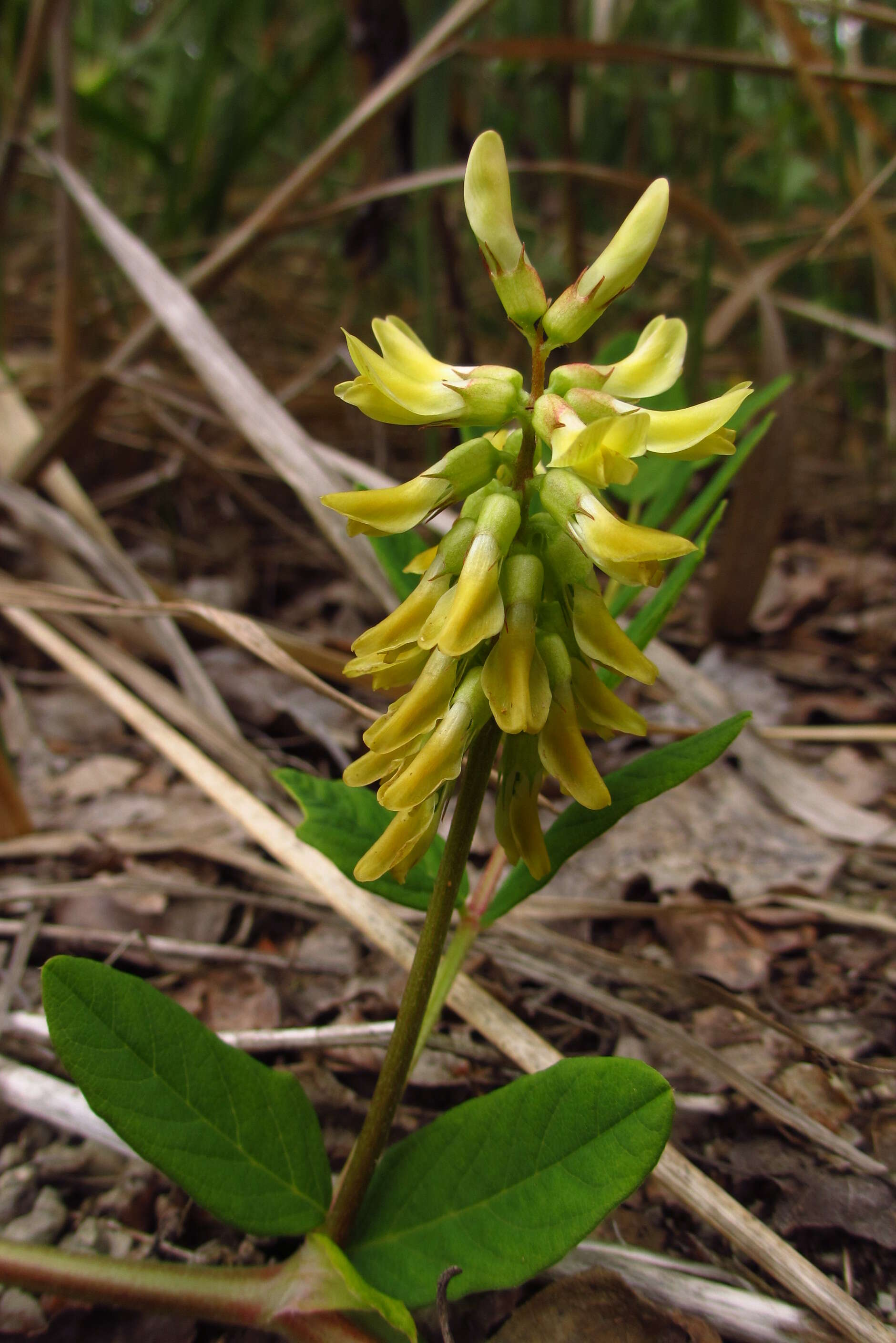 Image of licorice milkvetch