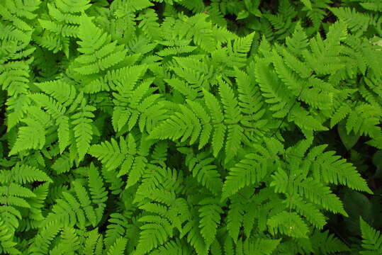 Image of Common Fern