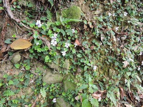 Imagem de Viola formosana Hayata