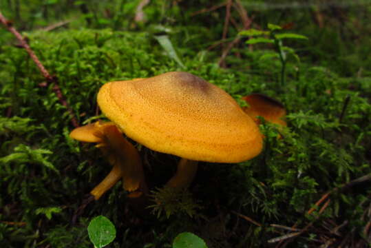 Image of Tricholomopsis decora (Fr.) Singer 1939