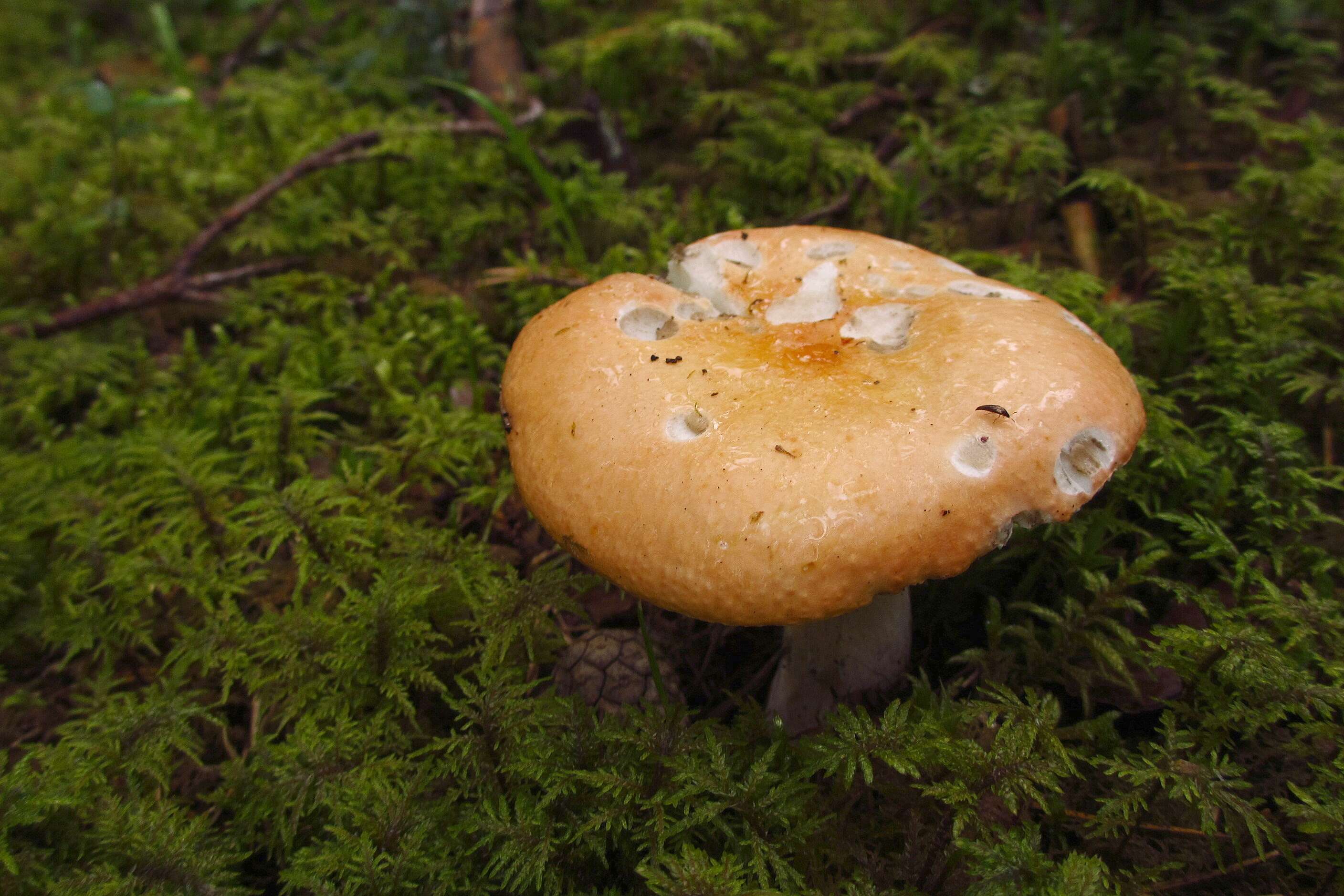 Image of Russula decolorans (Fr.) Fr. 1838