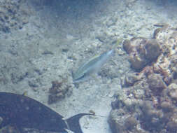 Image of Pearly monocle bream