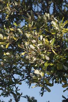 Image of Brachylaena elliptica (Thunb.) Less.