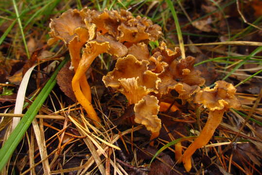 Image of Craterellus lutescens (Fr.) Fr. 1838