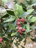 Image de Phyllocladus aspleniifolius (Labill.) Hook. fil.