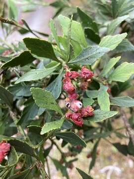 Imagem de Phyllocladus aspleniifolius (Labill.) Hook. fil.