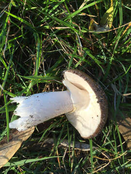 Image of Amanita nothofagi G. Stev. 1962