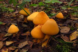 Image of Phaeolepiota