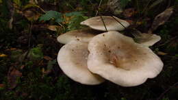 Image of Clitocybe nebularis (Batsch) P. Kumm. 1871