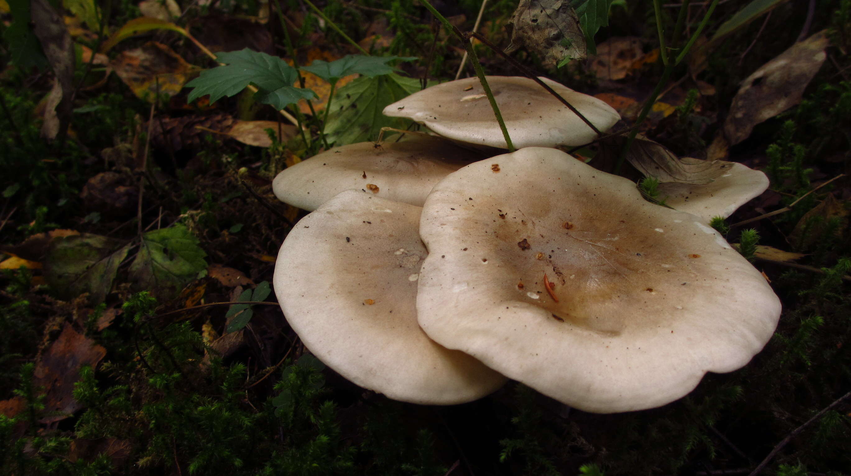 Image of Clitocybe nebularis (Batsch) P. Kumm. 1871