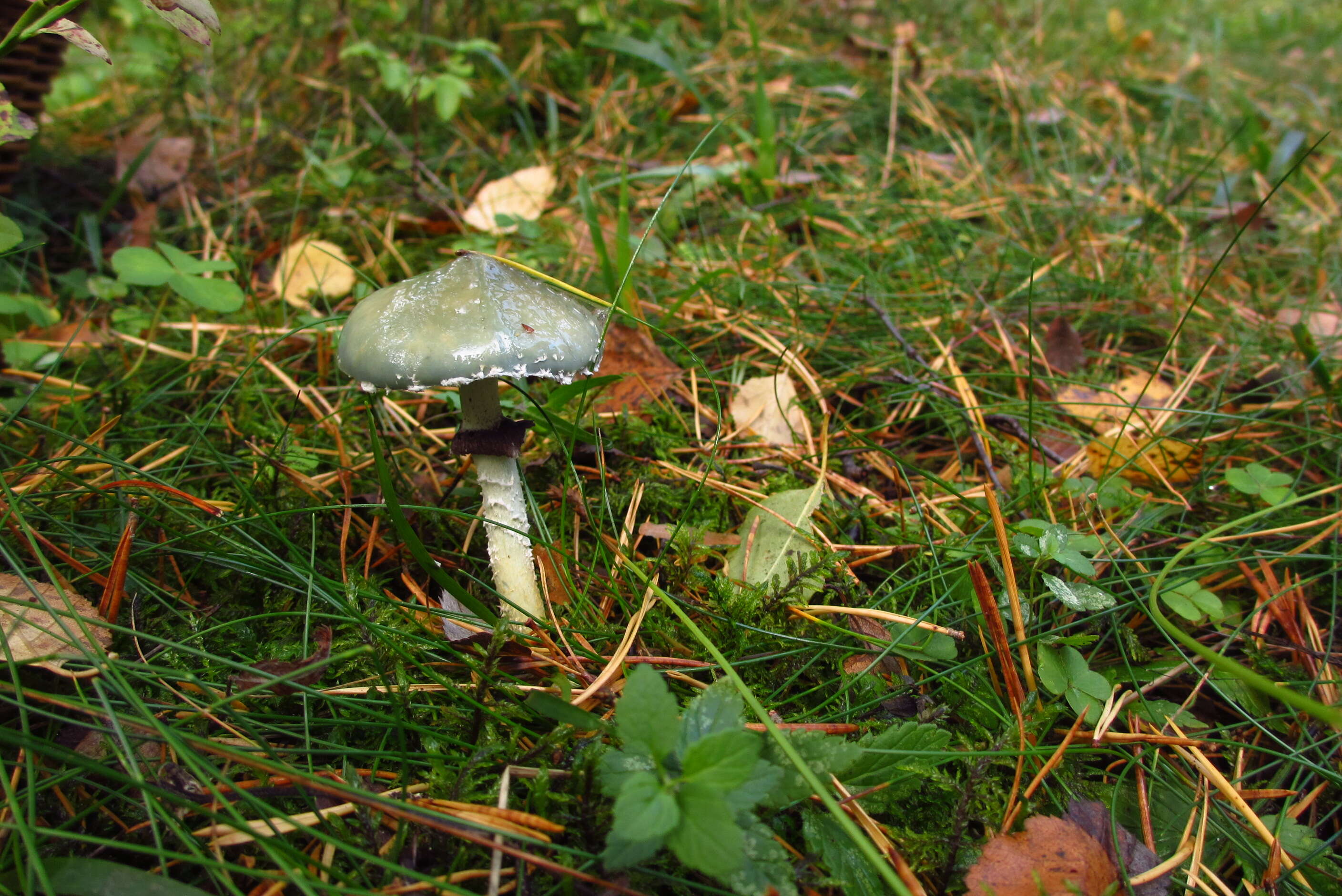 Image of Stropharia aeruginosa (Curtis) Quél. 1872