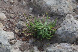 Imagem de Phemeranthus napiformis (DC.) Ocampo