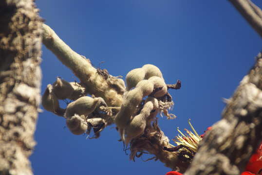 Слика од Erythrina latissima E. Mey.